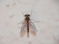 Sciapus sp.